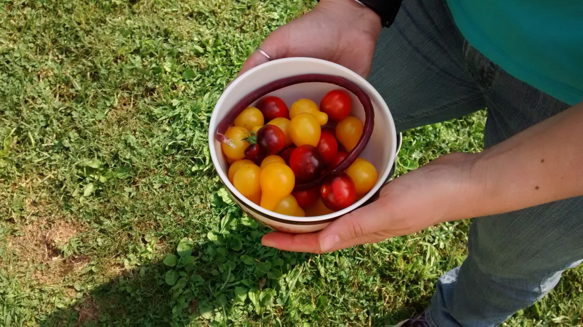 yellow plum tomatoes