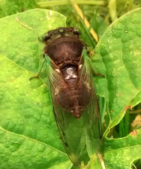 cicada