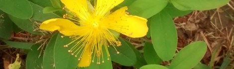 St. John's wort