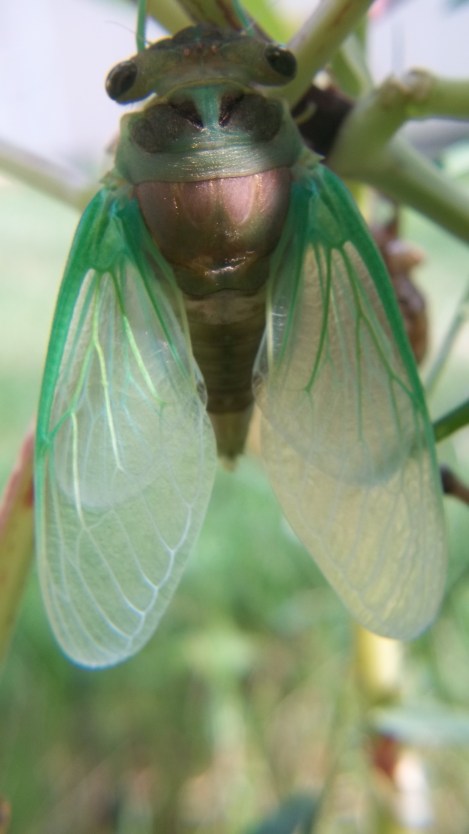 cicada coming out of shell