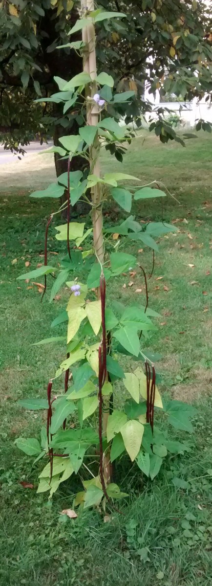 yard long beans
