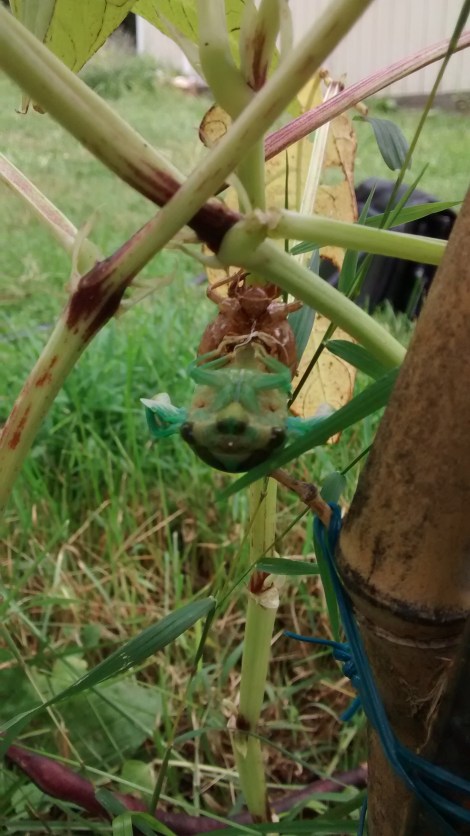 cicada coming out of shell