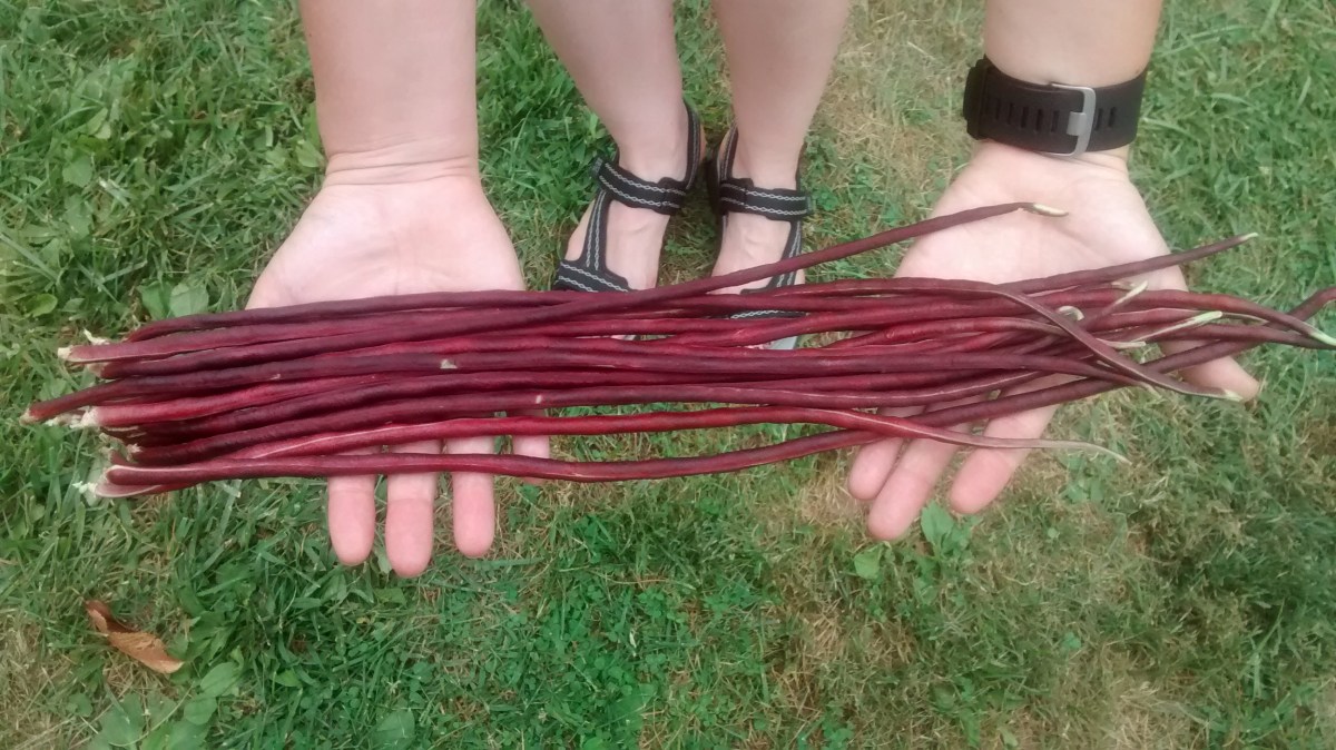 Thai purple yard long beans