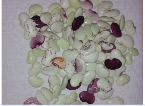 Lima beans
