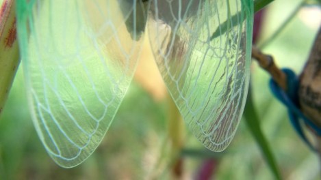 cicada coming out of shell