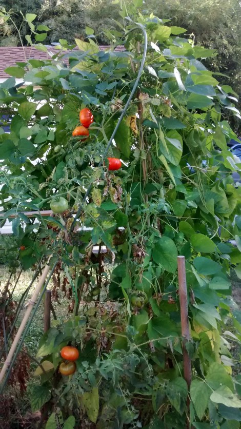 Hopi orange Lima beans