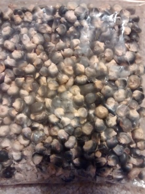 dent corn for cornmeal