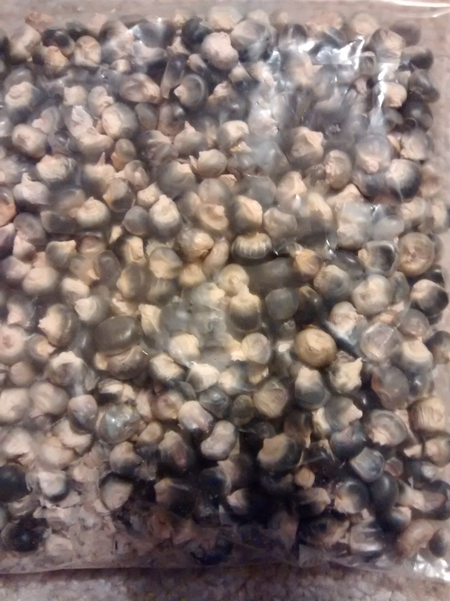 dent corn for cornmeal