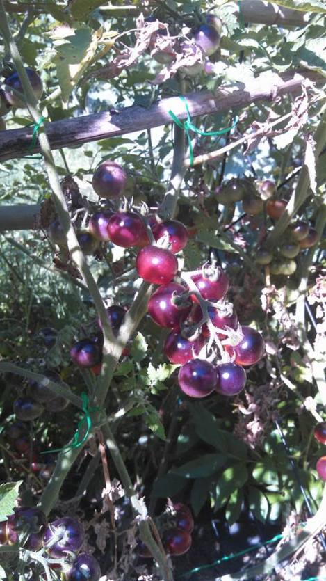 purple tomatoes