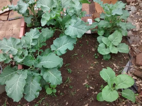 purple sprouting broccoli