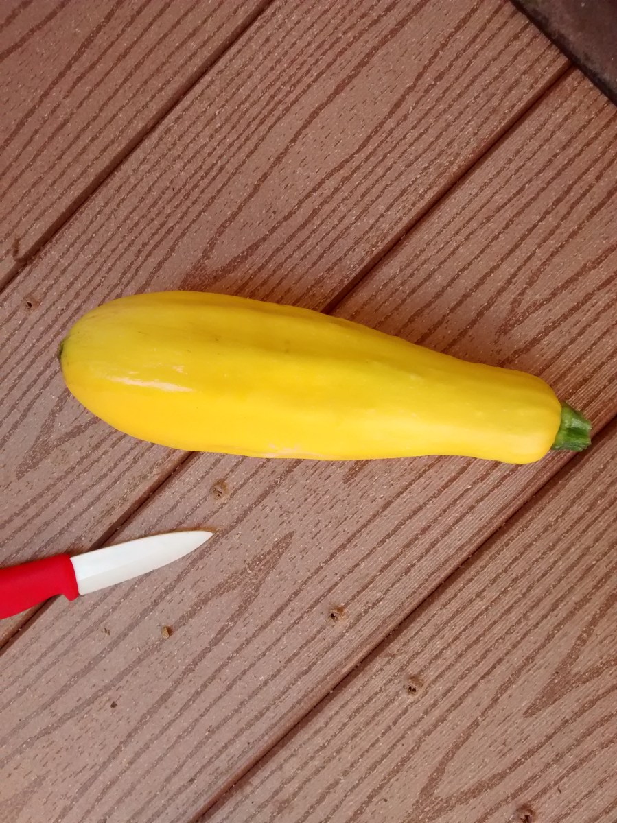 yellow straight neck squash