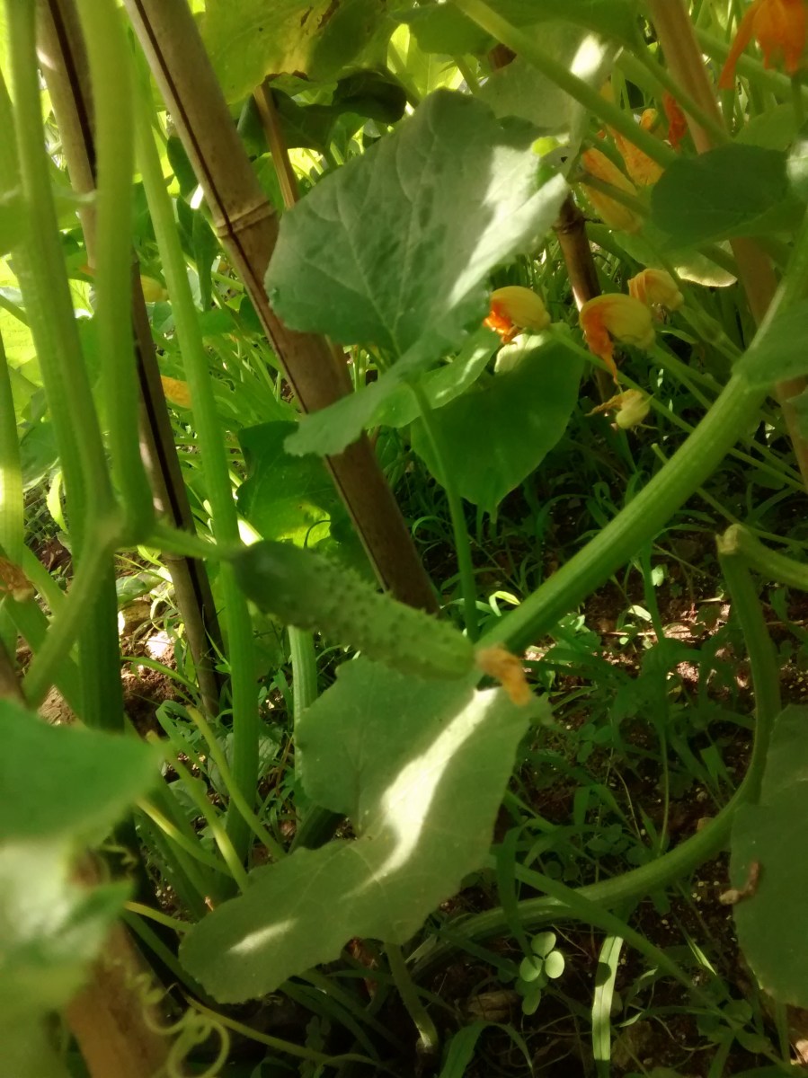 cucumbers