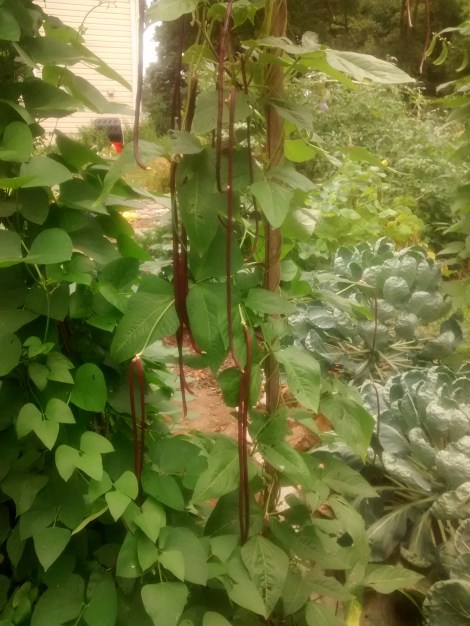 purple pole beans