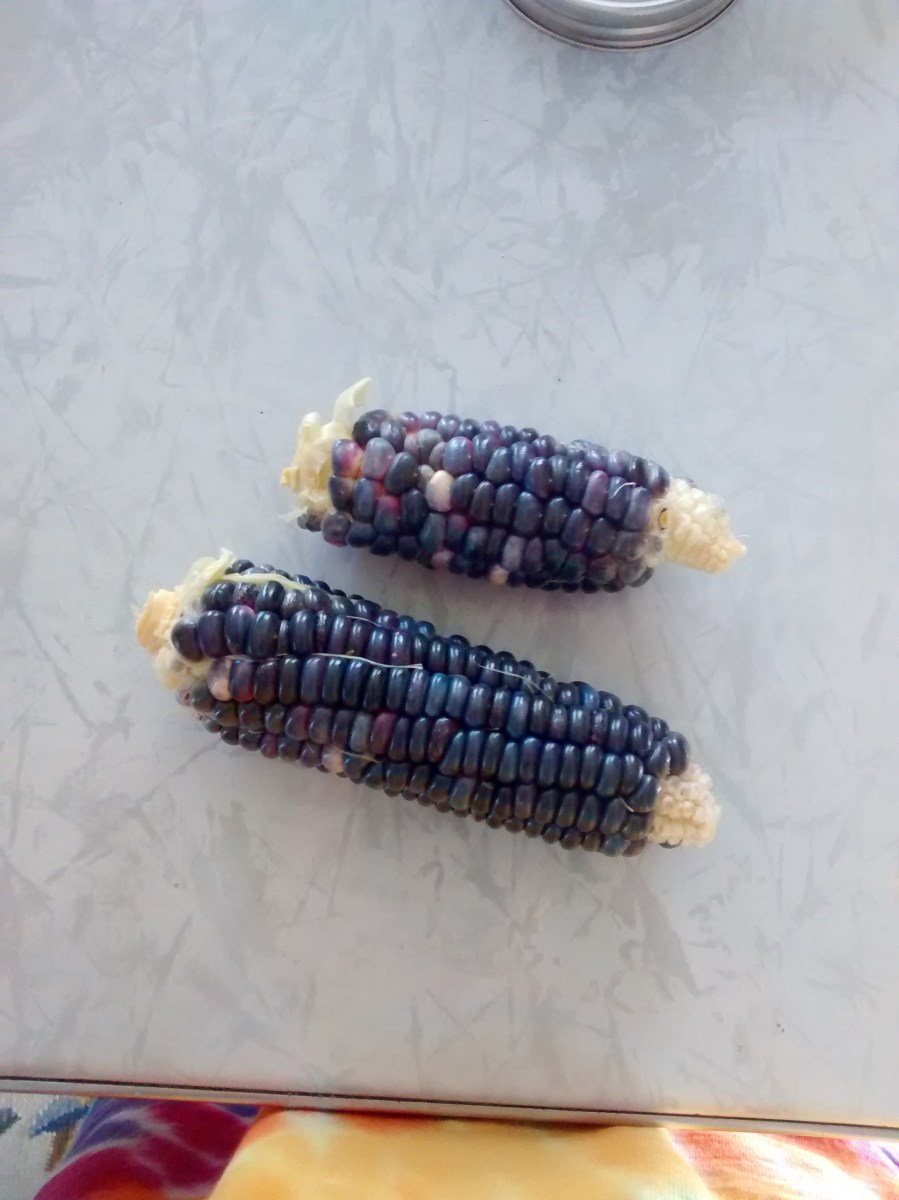 dent blue corn