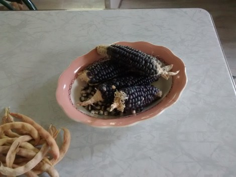 Hopi corn