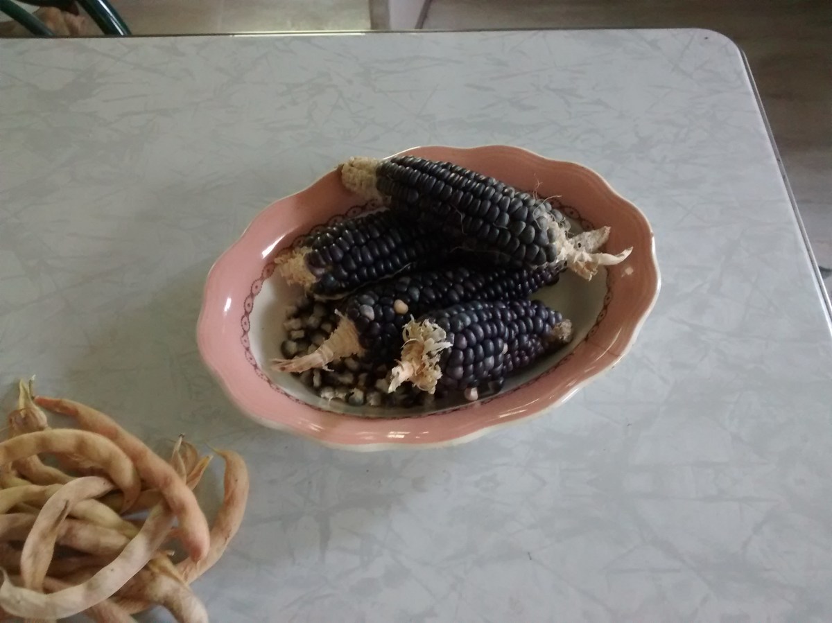 Hopi corn