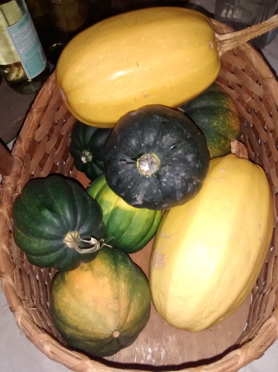 acorn squash