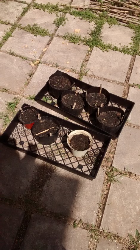 hot pepper seedlings