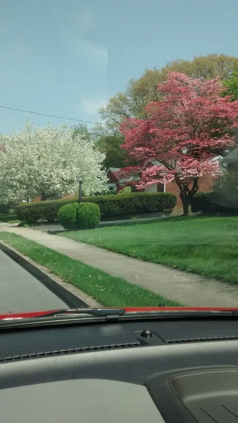 spring flowering trees
