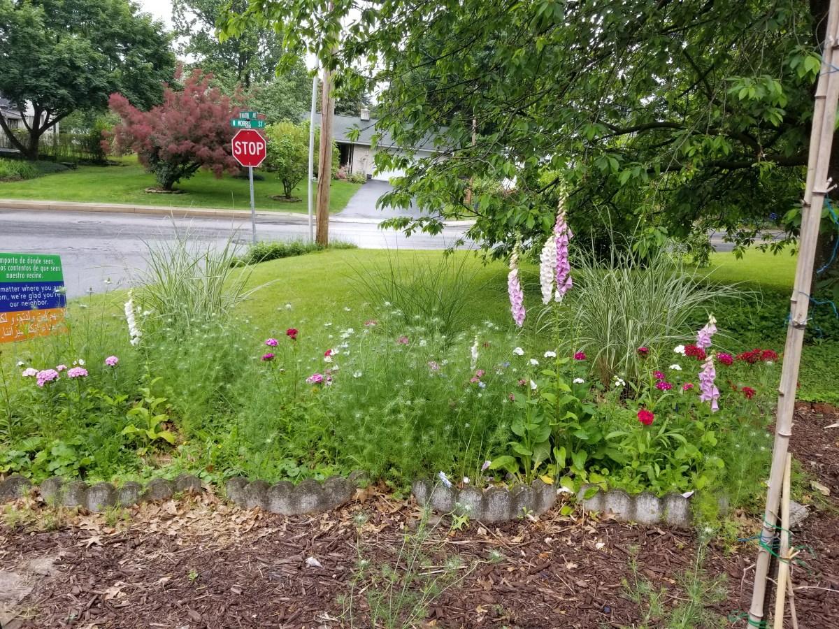 foxgloves, love in a mist
