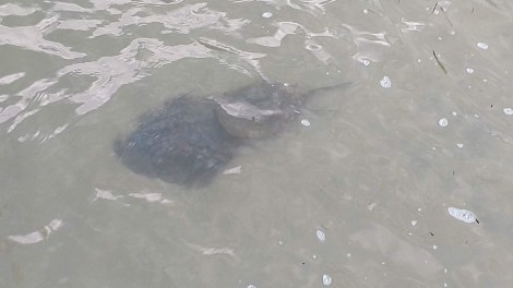 horse shoe crab mating