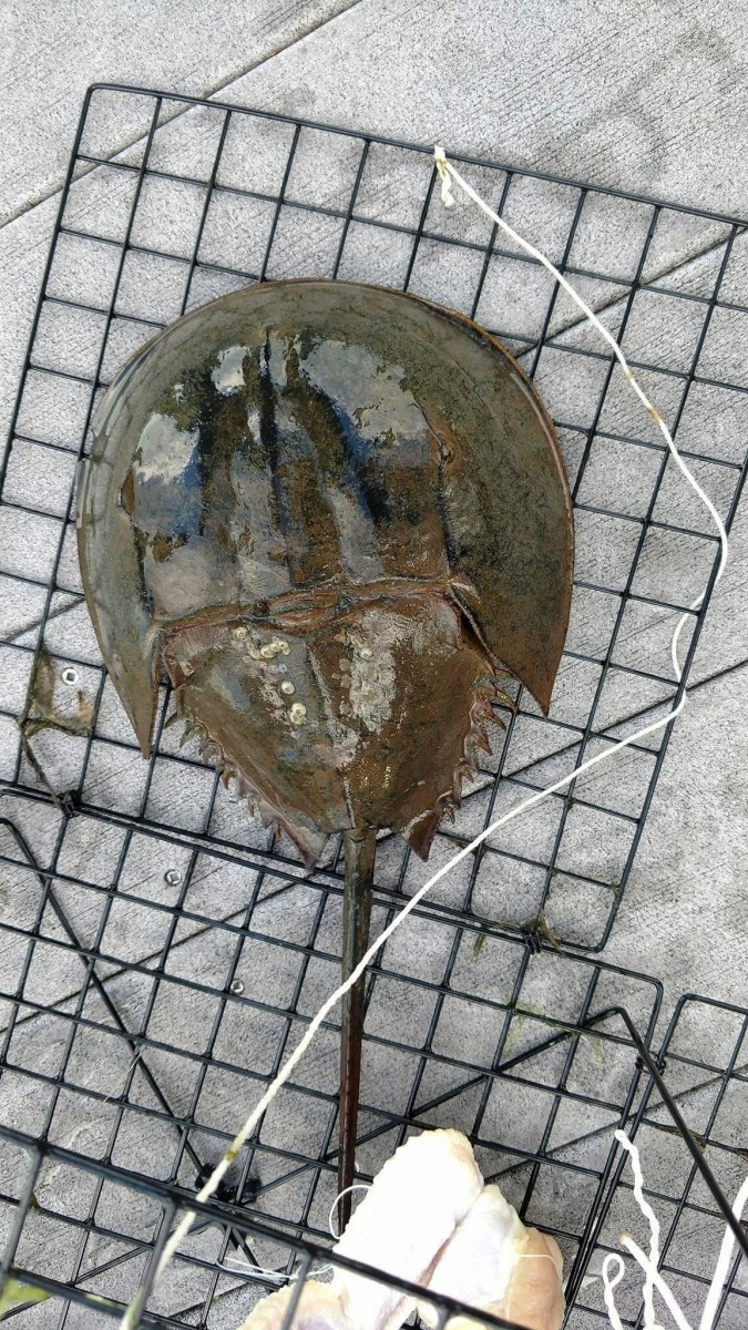 horse shoe crab