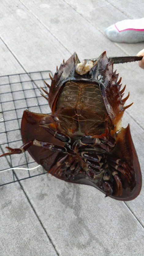 horse shoe crab