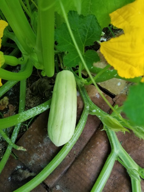 winter squash