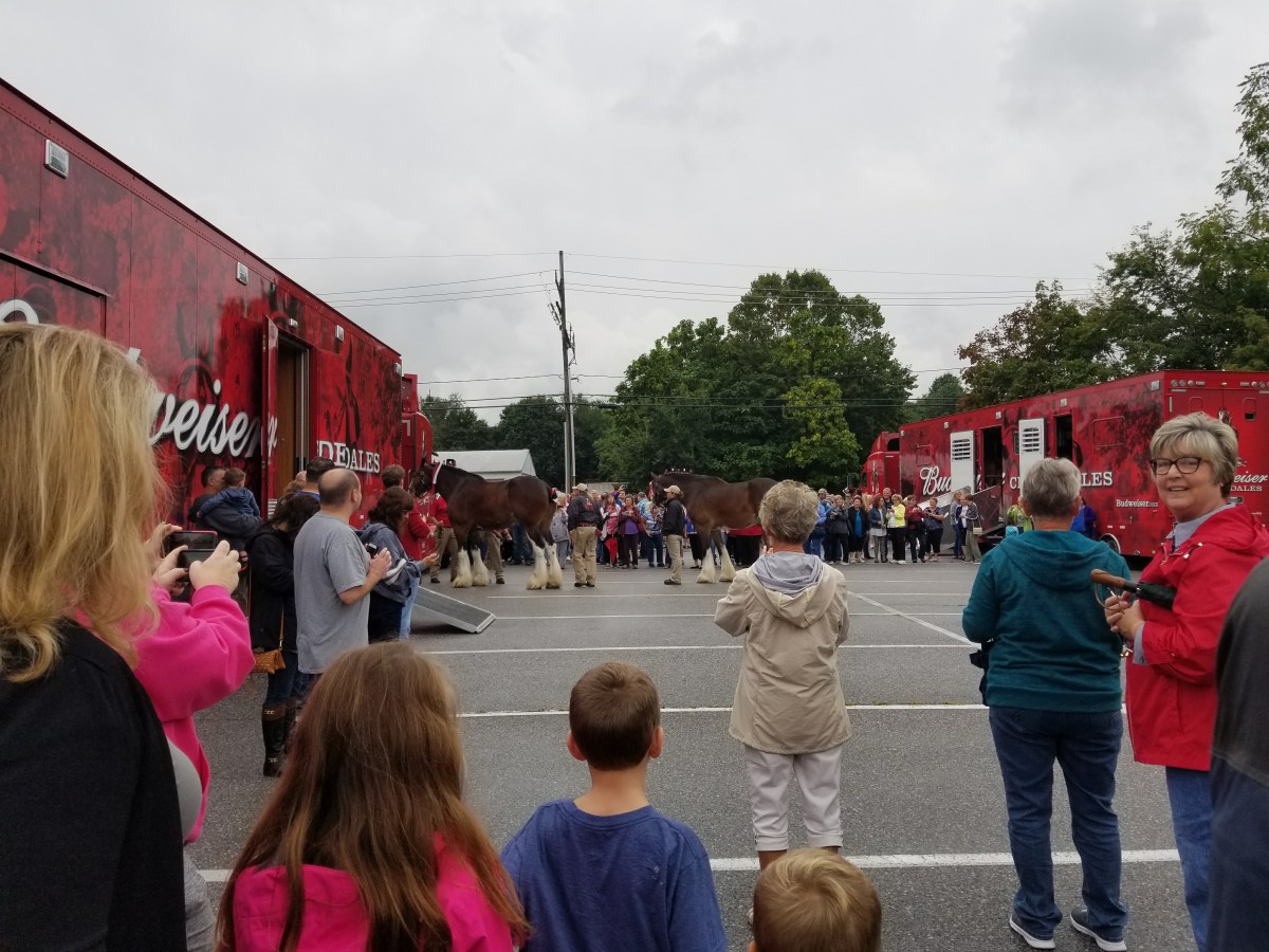 Clydesdales