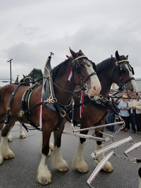 Clydesdales