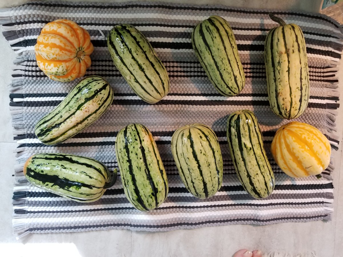 winter squash