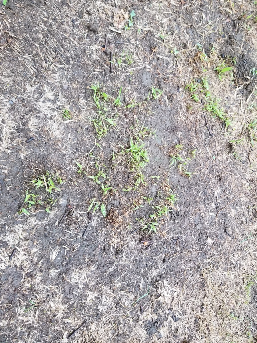 invasive bamboo removal