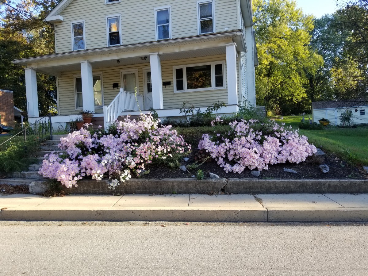 fall flowers