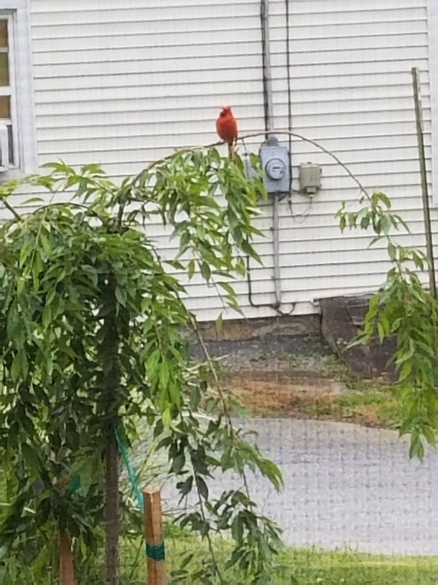guarding the birds' nest