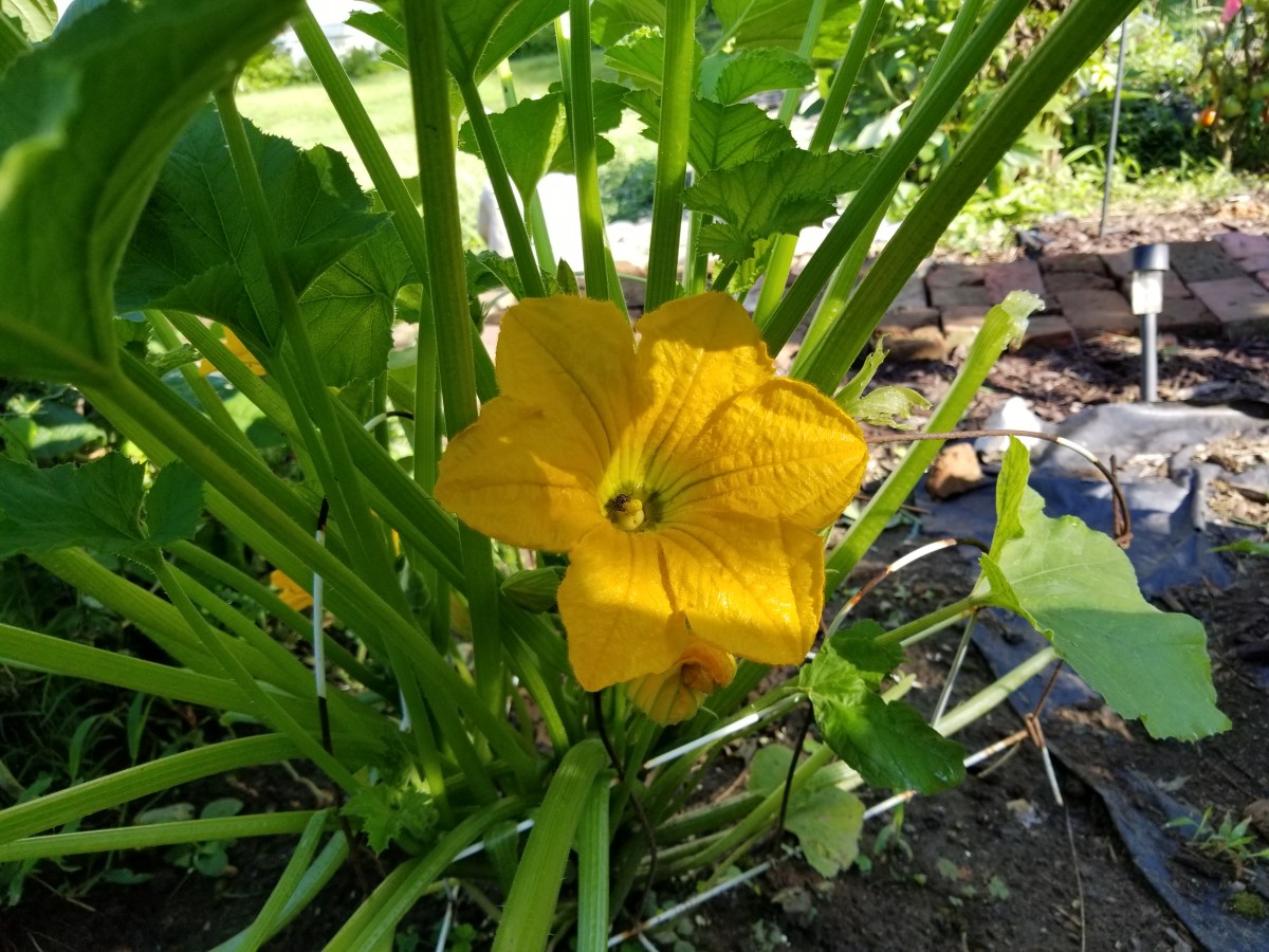 summer squash