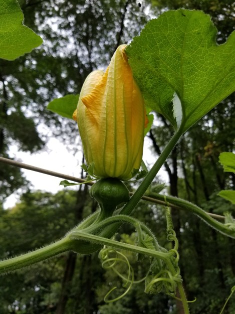 huge winter squash