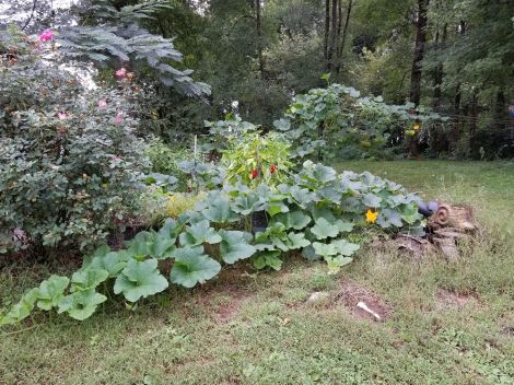 Chinese winter sqaush